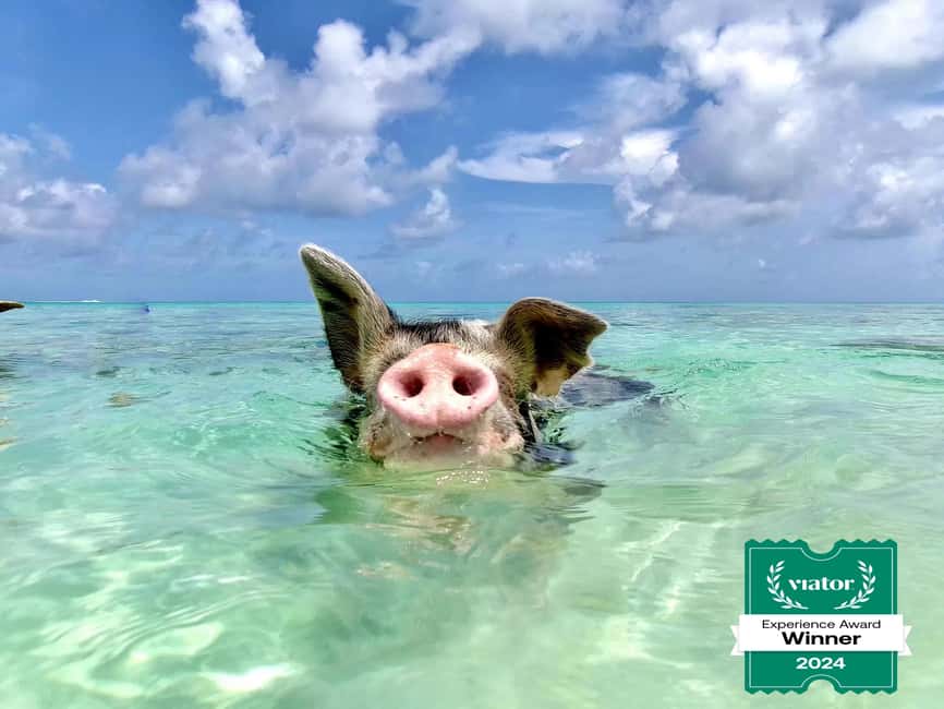 Nassau: Swimming Pigs and Private Beach Club Trip with Lunch - Key points to know before booking