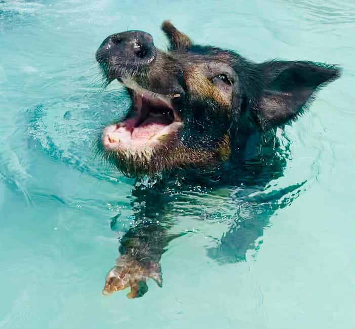 Nassau: Swimming Pigs and Private Beach Club Trip with Lunch - The pig encounter and safety briefing