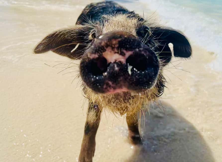 Nassau: Swimming Pigs and Private Beach Club Trip with Lunch - What the $139 price really covers