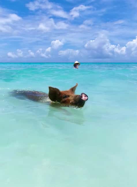 Nassau: Swimming Pigs and Private Beach Club Trip with Lunch - Pickup details and the cruise-port warning