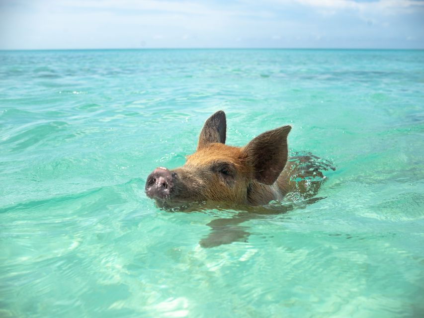 Nassau: Swimming Pigs and Private Beach Club Trip with Lunch - Practical tips for a smoother day