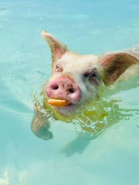 Nassau: Swimming Pigs and Private Beach Club Trip with Lunch - The 30-minute boat ride from Nassau