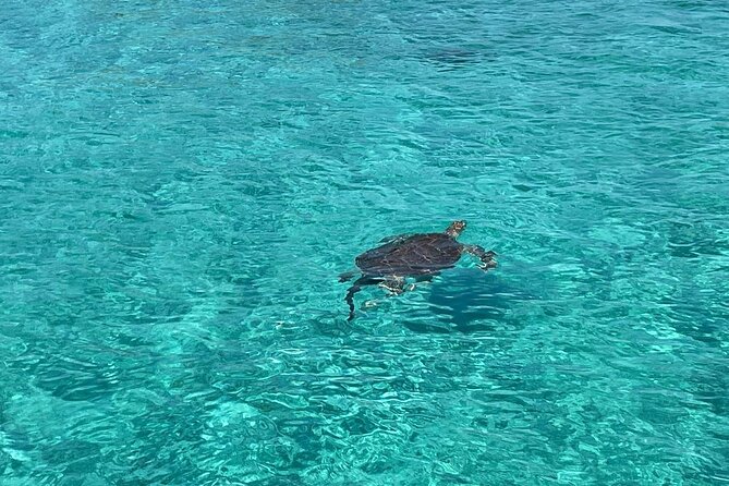 Nassau: Swimming Pigs And Snorkel With Turtles - Key points at a glance