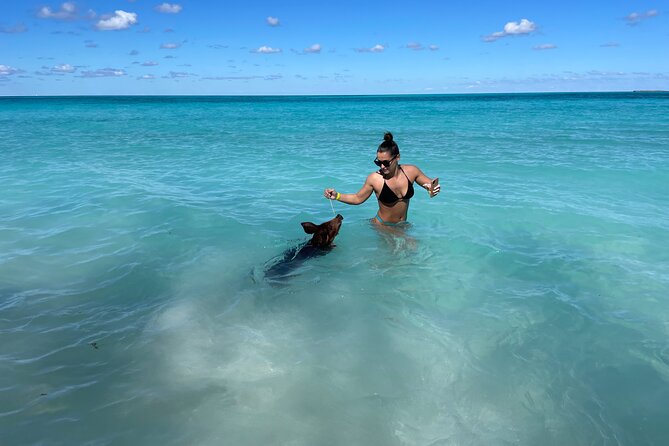 Nassau: Swimming Pigs And Snorkel With Turtles - Who will enjoy this most?