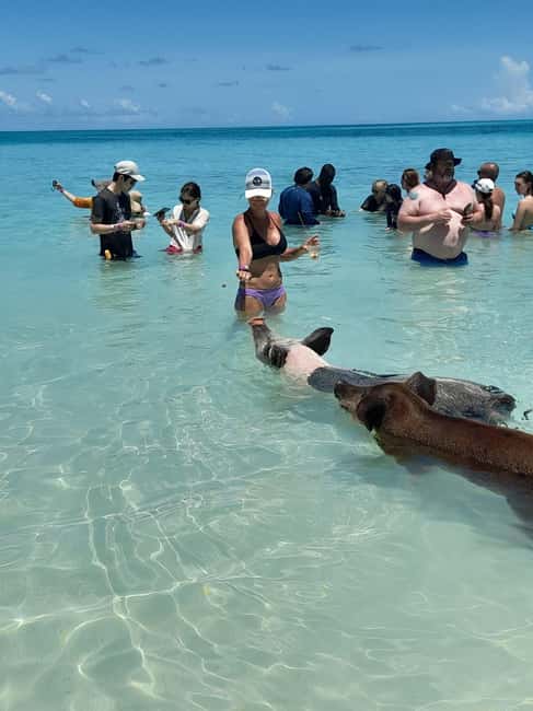 Nassau: Swimming Pigs Private Boat Tour - Up to 7 Persons - Comfort, shade, and what to bring