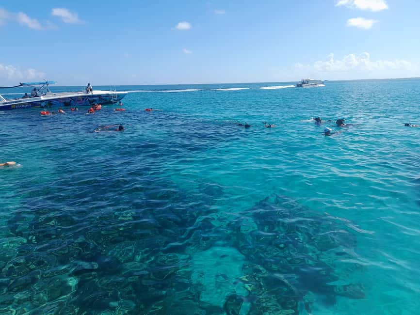 Nassau: Swimming Pigs Private Boat Tour - Up to 7 Persons - Green Cay and the search for sea turtles