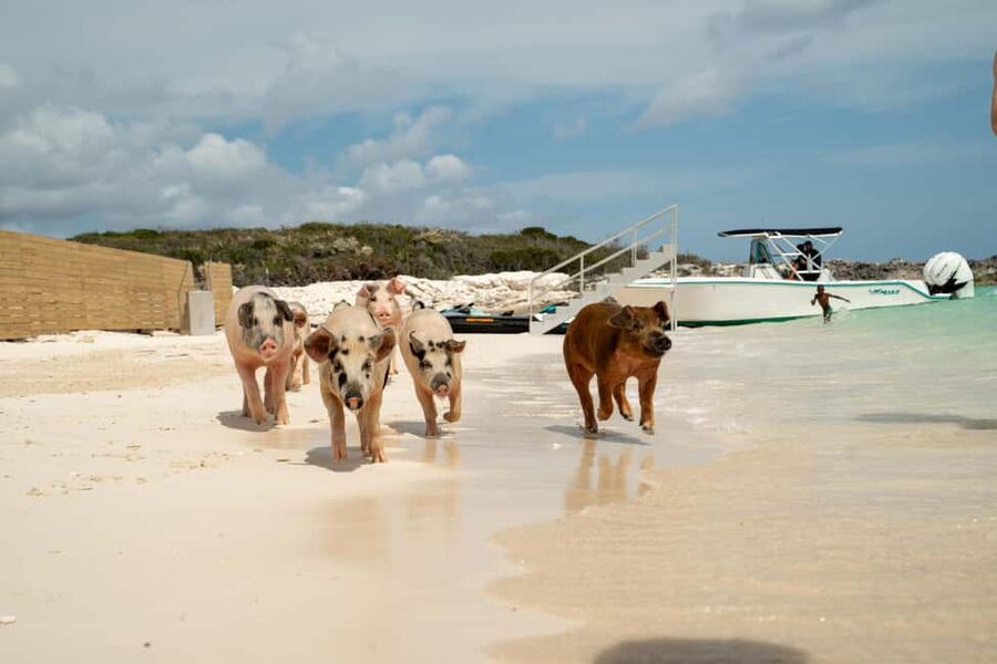 Nassau: Swimming Pigs, Snorkeling, Lunch, & Beach Boat Tour - Snorkeling at a colorful reef