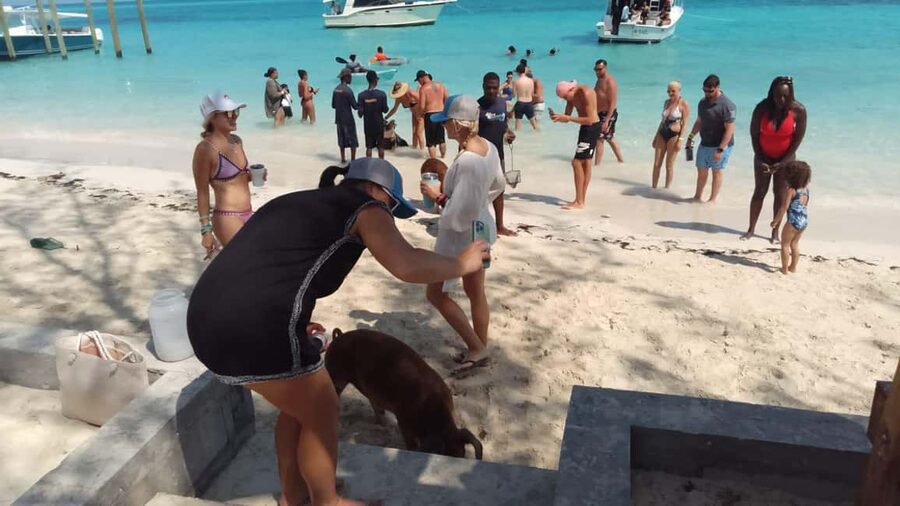 Nassau: Swimming with Pigs, Snorkeling, and Sightseeing Tour - Key points at a glance