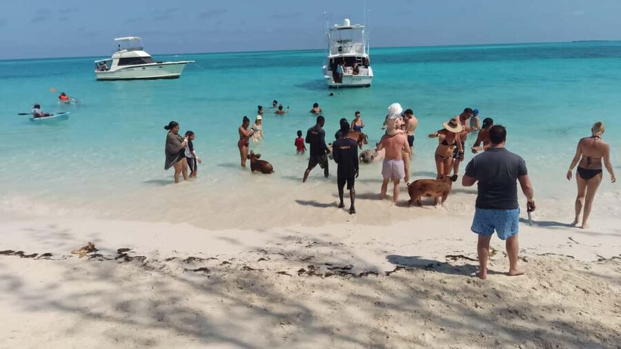 Nassau: Swimming with Pigs, Snorkeling, and Sightseeing Tour - Practical tips for a smoother outing