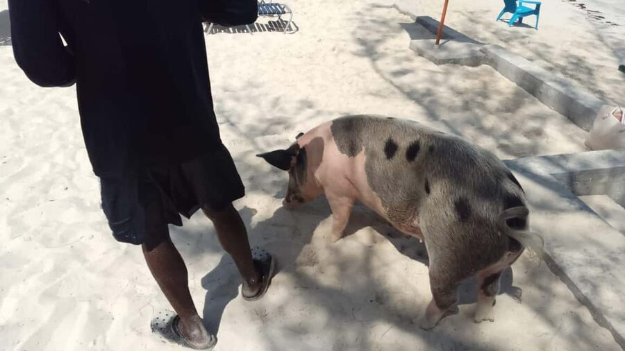 Nassau: Swimming with Pigs, Snorkeling, and Sightseeing Tour - Pearl Island and the value of seeing the Bahamas by boat
