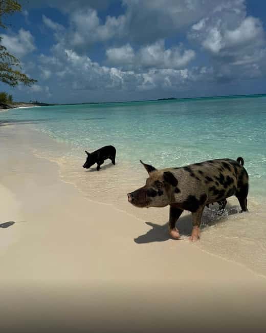 Paradise Found In Hog Haven: Ultimate Beach Escape - What the $69 price really covers