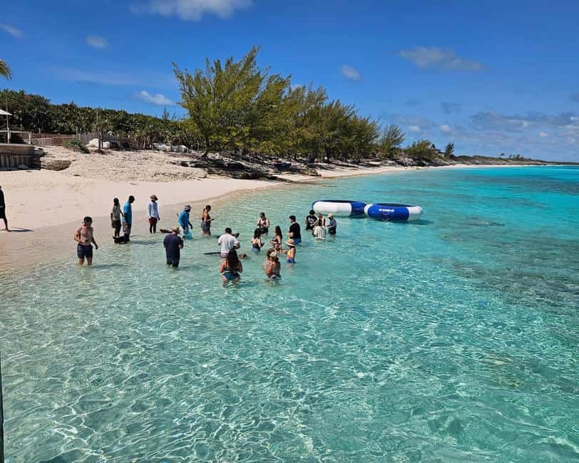 Paradise Found In Hog Haven: Ultimate Beach Escape - Meeting the swimming pigs in shallow water