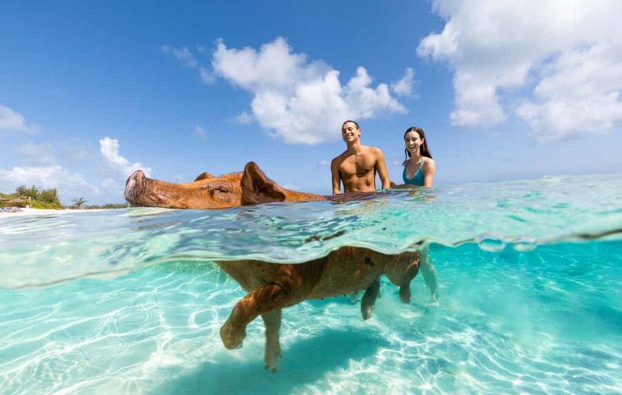 Paradise Island: Rose Island Tour with Swimming Pigs & Lunch - Key points before you book