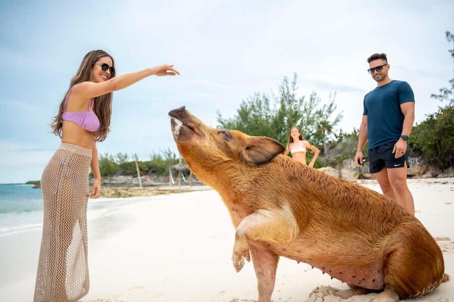 Paradise Island: Rose Island Tour with Swimming Pigs & Lunch - Snorkeling with a safety-first approach