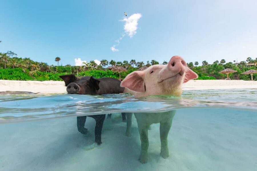 Paradise Island: Rose Island Tour with Swimming Pigs & Lunch - Five hours at Sandy Toes on Rose Island