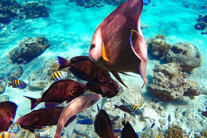 Pearl Island Bahamas Snorkeling Experience and Lunch - How the snorkeling actually works