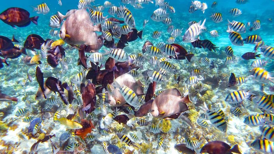 Pearl Island Beach: Full-day Snorkelling with Lunch - A Bahamian lunch, with simple expectations