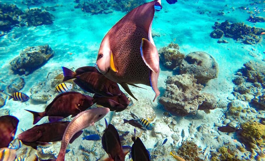 Pearl Island Beach: Full-day Snorkelling with Lunch - How the $119 price measures up