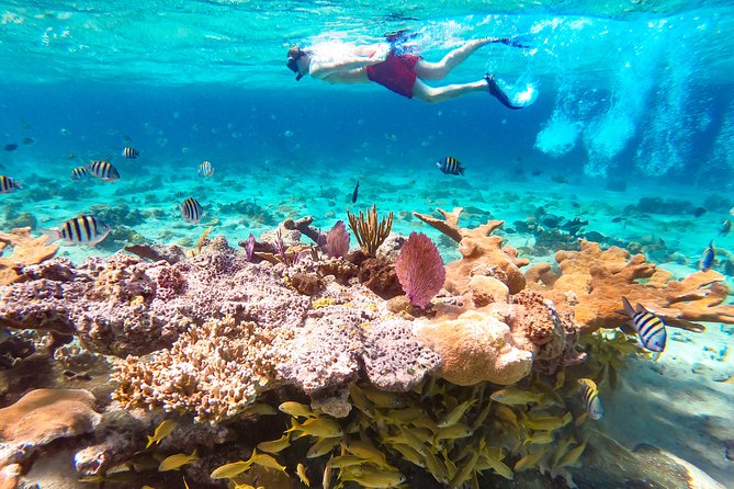 Pearl Island Ocean View Cabana from Nassau - Snorkeling at the protected reef