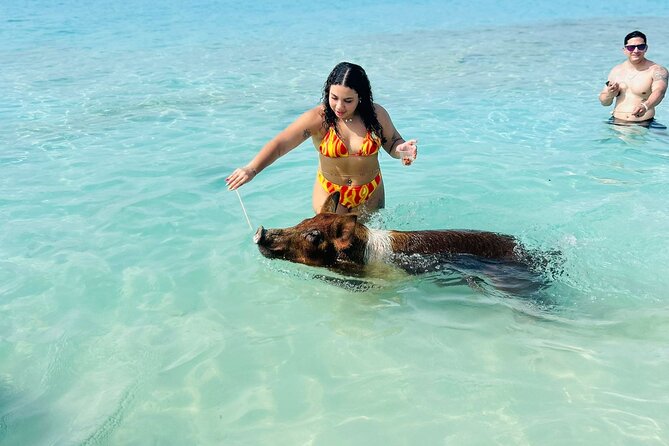 Perfect Day Swimming Pigs, Turtles, Reef Snorkel & Lunch - Green Cay turtles from the boat