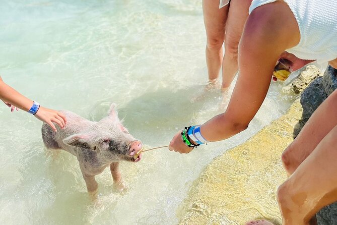 Perfect Day Swimming Pigs, Turtles, Reef Snorkel & Lunch - Rose Island and the beach club