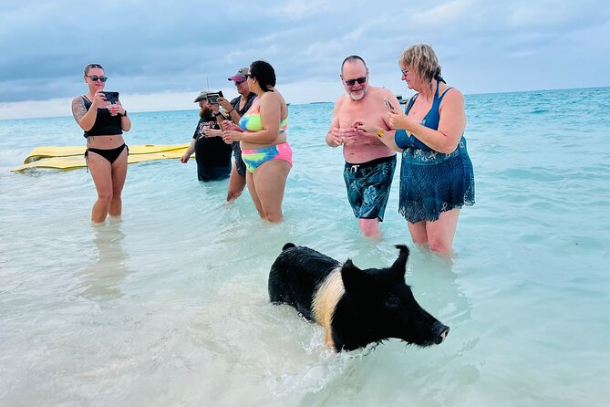 Perfect Day Swimming Pigs, Turtles, Reef Snorkel & Lunch - Feeding the pigs, with a useful reality check