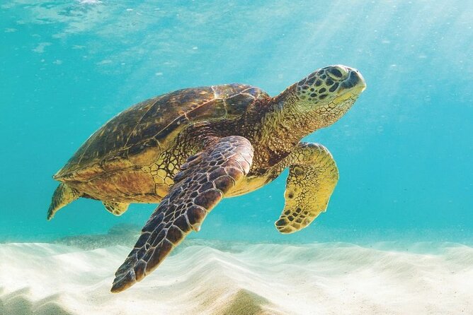 Powerboat and Snorkel Experience with Swimming Pigs and Turtles - A lively day on the water near Nassau