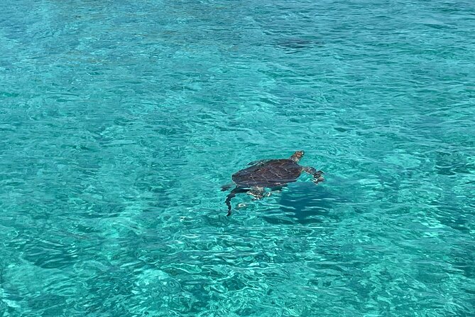 Private Boat Swim and Snorkel Adventure to Rose Island - The price and who gets the best value