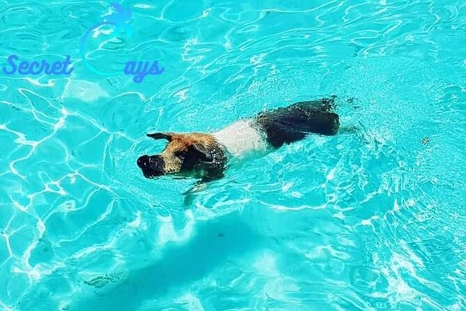 Private Charter for snorkeling, swimming pigs, turtles & fishing.... - Should you book the Secret Cays charter?
