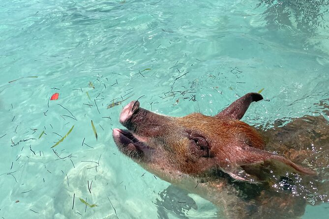 Private Eleuthera Island: Swim With Pigs, Turtles & Stingrays - Key points to know before booking