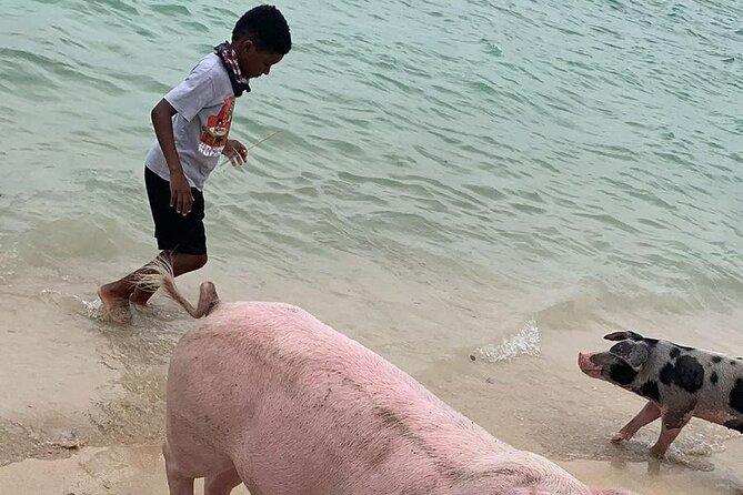 Private GroupTour Pigs/Turtles/Snorkeling/Lunch/Pickup/Dropoff - One private boat, several very different Nassau experiences
