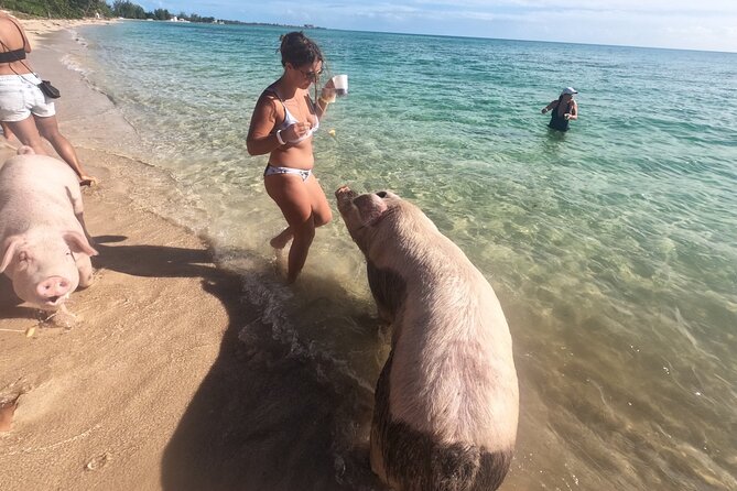 Private GroupTour Pigs/Turtles/Snorkeling/Lunch/Pickup/Dropoff - Green Cay is the turtle encounter