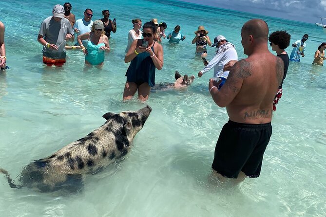 Private Rose Island, Swimming Pigs, Snorkeling and Turtles - A private Nassau boat day, not a rigid group excursion