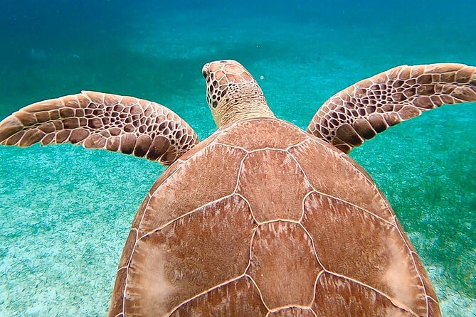 Private Rose Island, Swimming Pigs, Snorkeling and Turtles - Captains who shape the day around your group