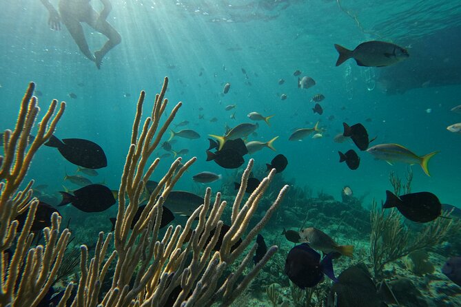 Private Snorkeling or Fishing Charter in Nassau - 38ft Free Time - Timing, meeting details, and weather planning