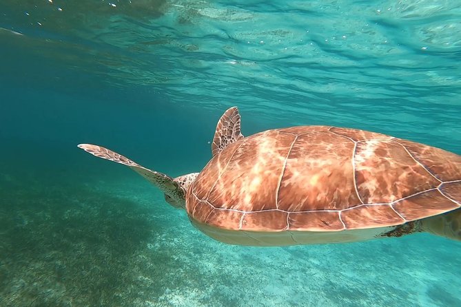 Private Snorkeling or Fishing in Nassau - 55ft Cocorijo - Who should book Cocorijo