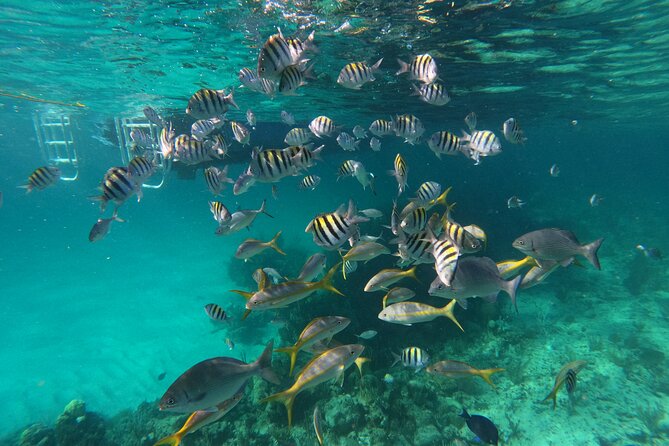Private Speed Boat for Snorkeling or Fishing in Nassau - 34ft - What four hours really gives you