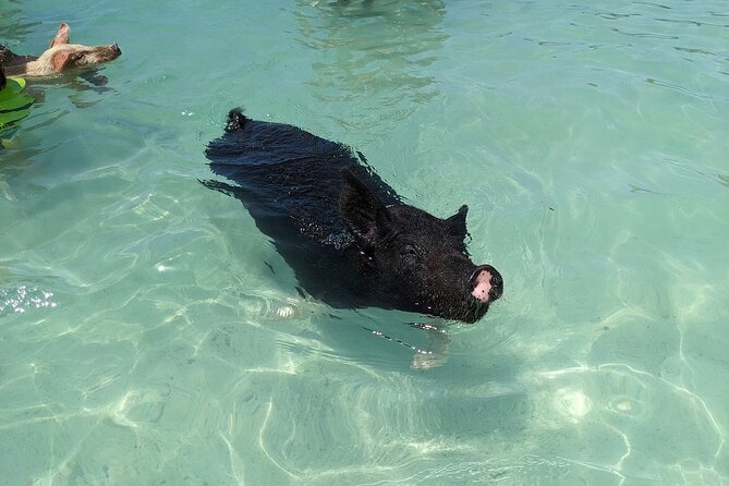 Private Swim With Pigs and Snorkeling in Paradise Tour - A private speedboat day from New Providence Island
