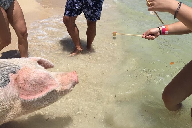 Private Swim With Pigs and Snorkeling in Paradise Tour - Looking for green turtles in open water