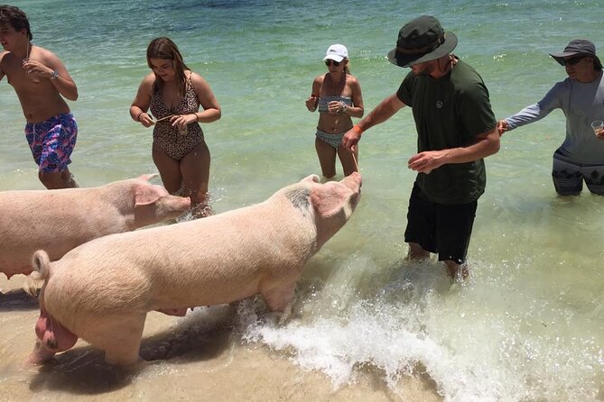 Private Swim With Pigs and Snorkeling in Paradise Tour - What the $850 group price really means