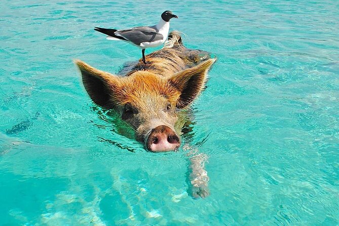 Rose Island 3 Island Luxury Private Tour(8hrs) - Three islands, one full day on the water