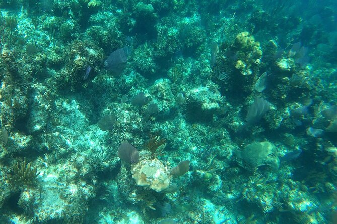 Rose Island Adventure: Turtle, Swim and Snorkel - What the Sun Cay stop feels like