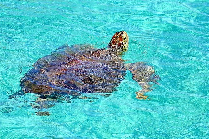 Rose Island Half-Day Snorkeling Cruise - Key points before you book