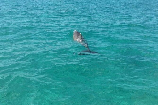 Rose Island Half-Day Snorkeling Cruise - Food, drinks, and the small comforts