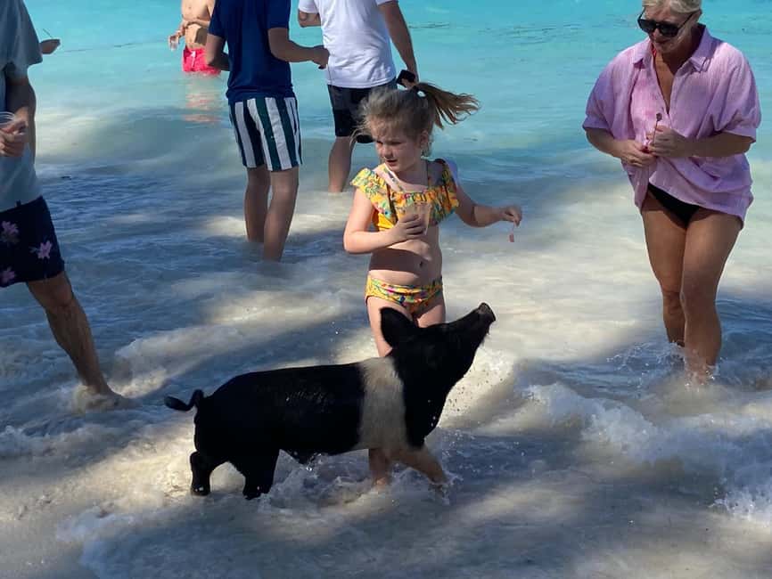 Rose Island: Pig Beach, Snorkeling, Sea Turtles, Beach - Gilligan’s Island and Rose Island beach time