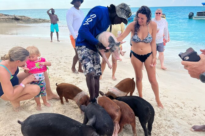 Rose Island Private Beach: Swimming with the Pigs - Green Cay and the search for sea turtles