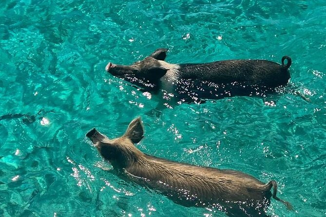 Rose Island Swimming Pigs - Leaving Fort Montague for the Reef