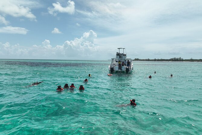 Rose Island Swimming Pigs & Beach Snorkeling Experience Nassau - Meeting the swimming pigs on Rose Island