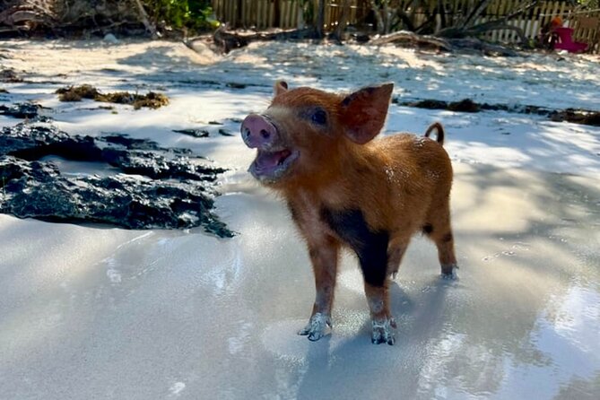 Rose Island Swimming Pigs & Beach Snorkeling Experience Nassau - Who will enjoy this Rose Island outing