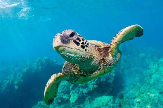 Snorkel/Swim with the Turtles Experience - What makes this Grand Bahama outing different